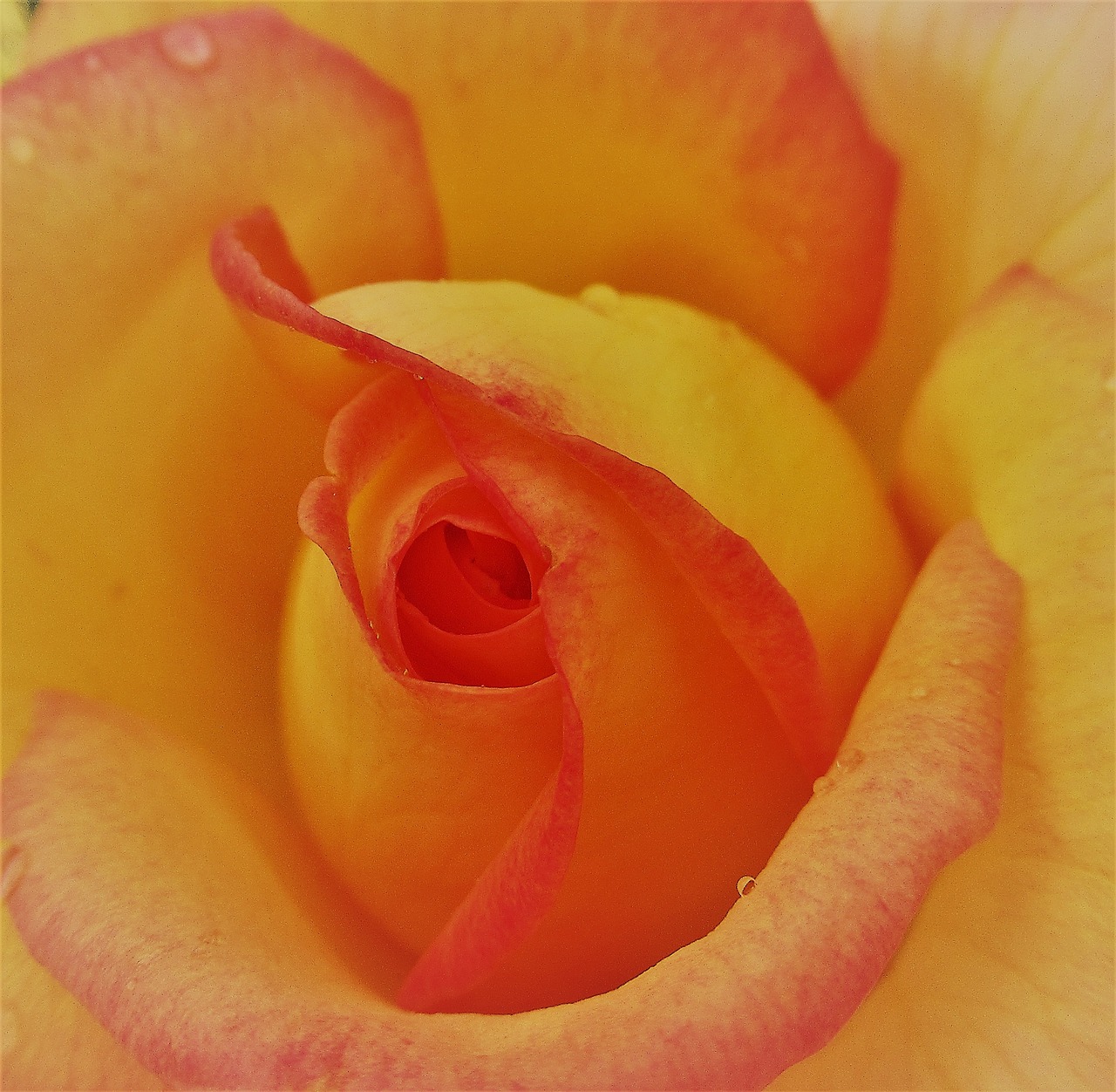 flower  rose  yellow free photo