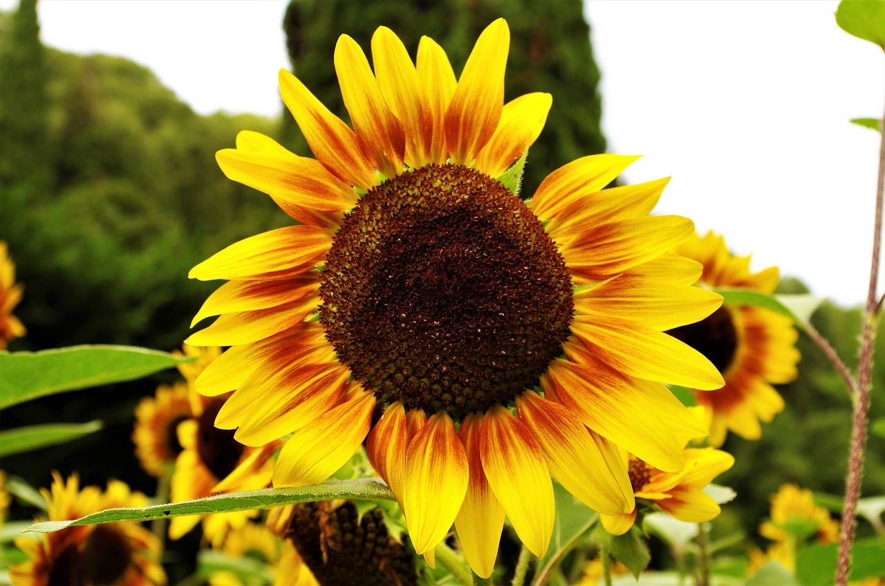 flower  sunflower  yellow free photo