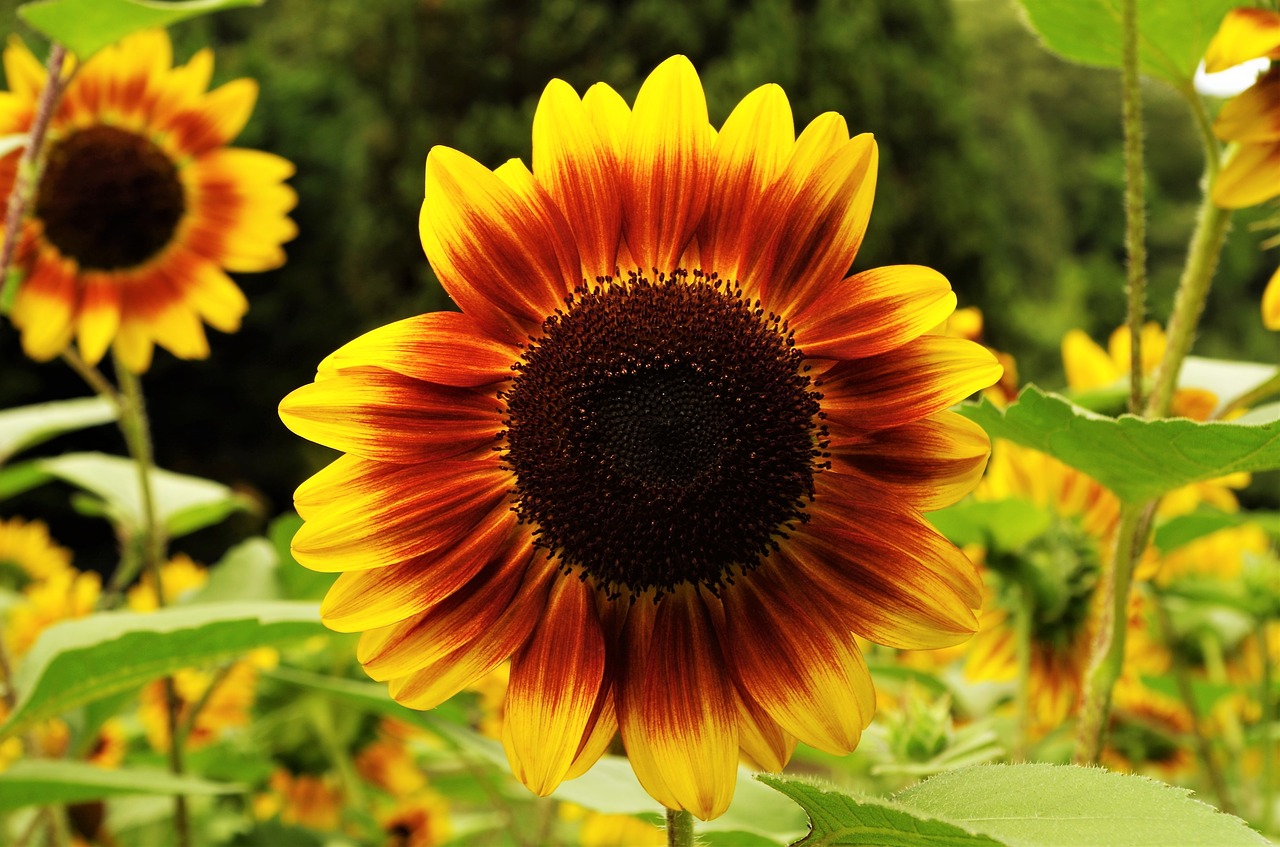 flower  sunflower  yellow free photo