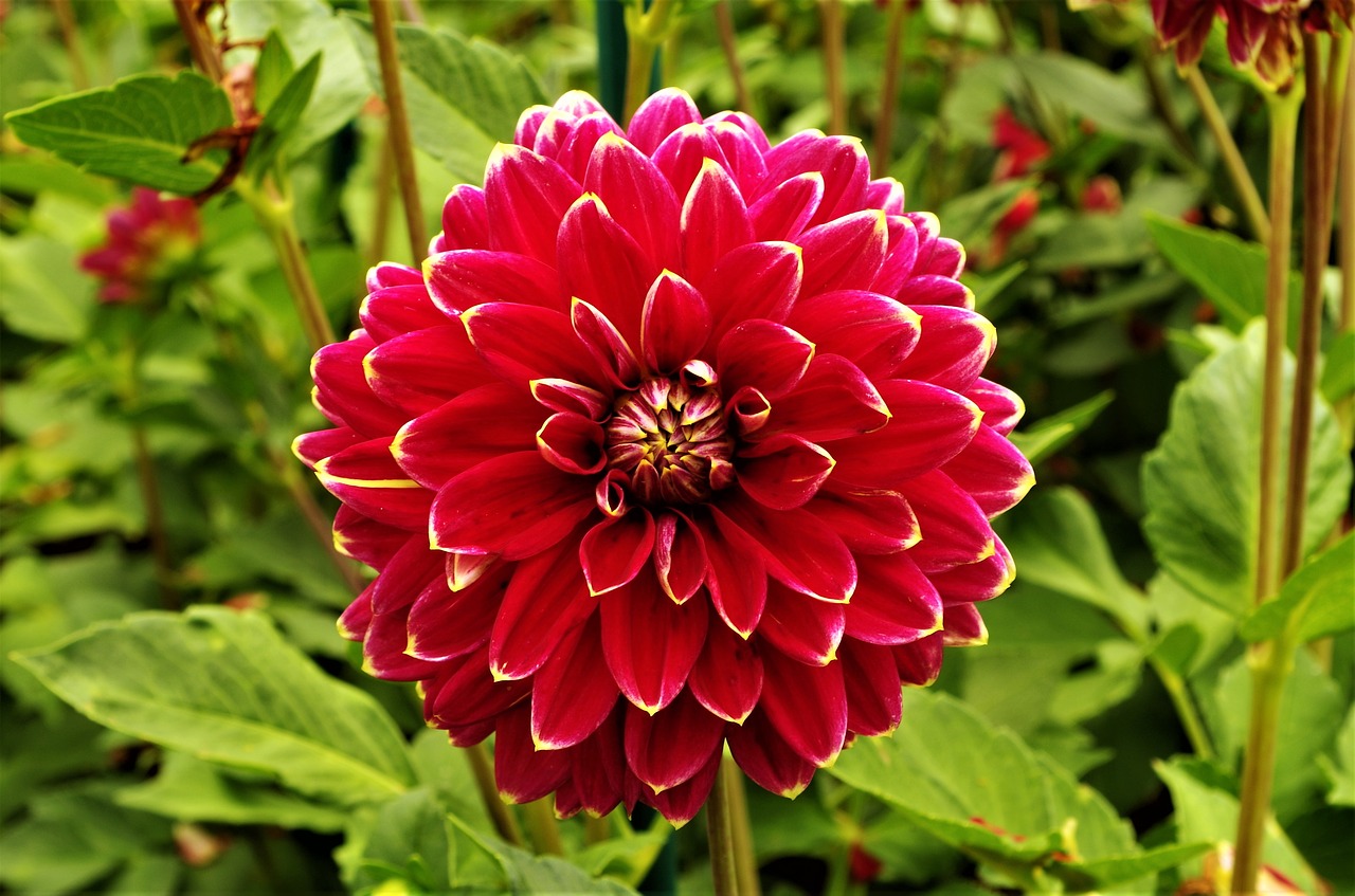 flower  flower mottled  dalia free photo