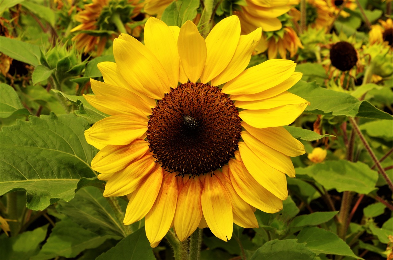 flower  sunflower  yellow free photo