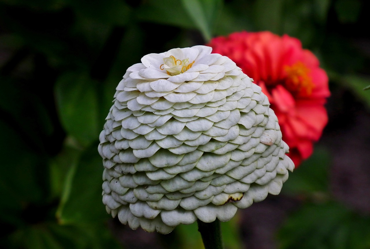 flower  zinnia  white free photo