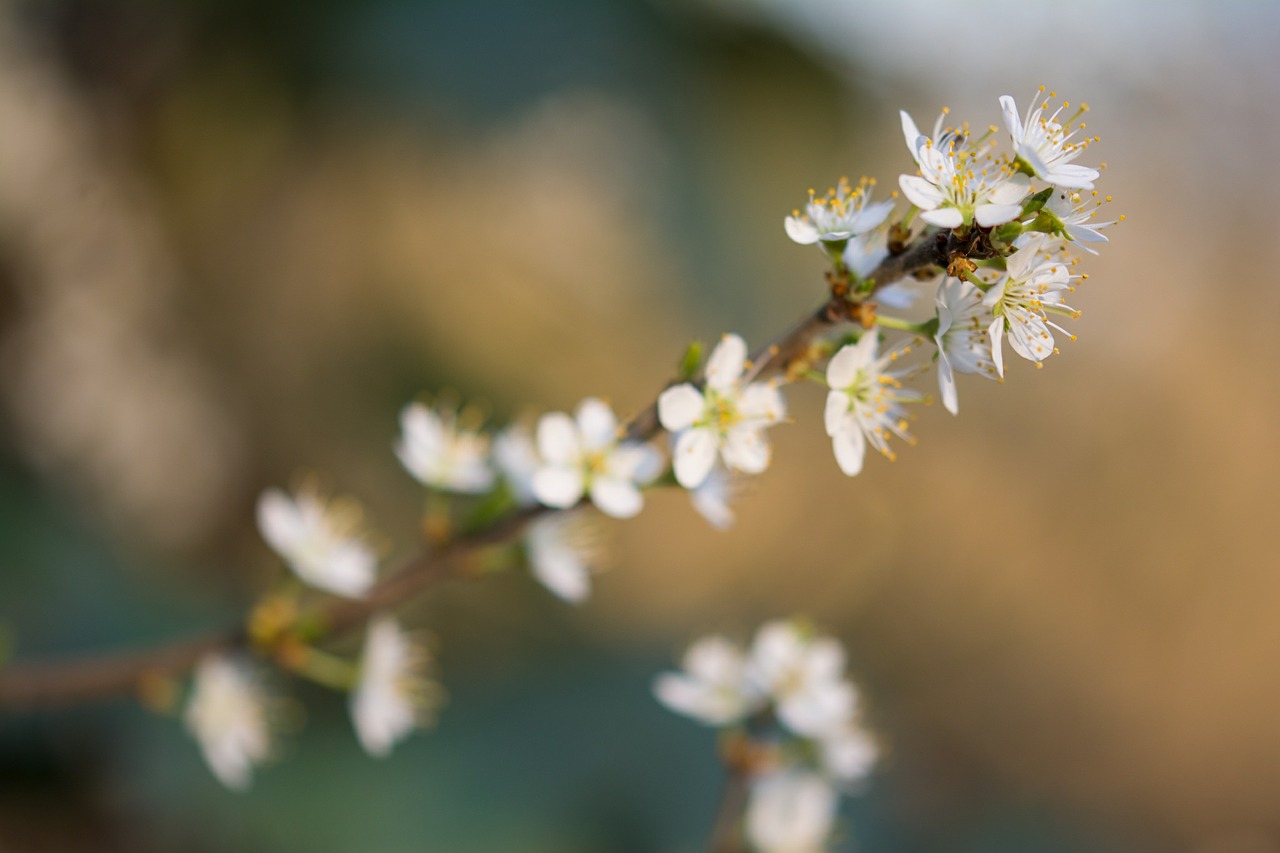 blossom bloom flower free photo