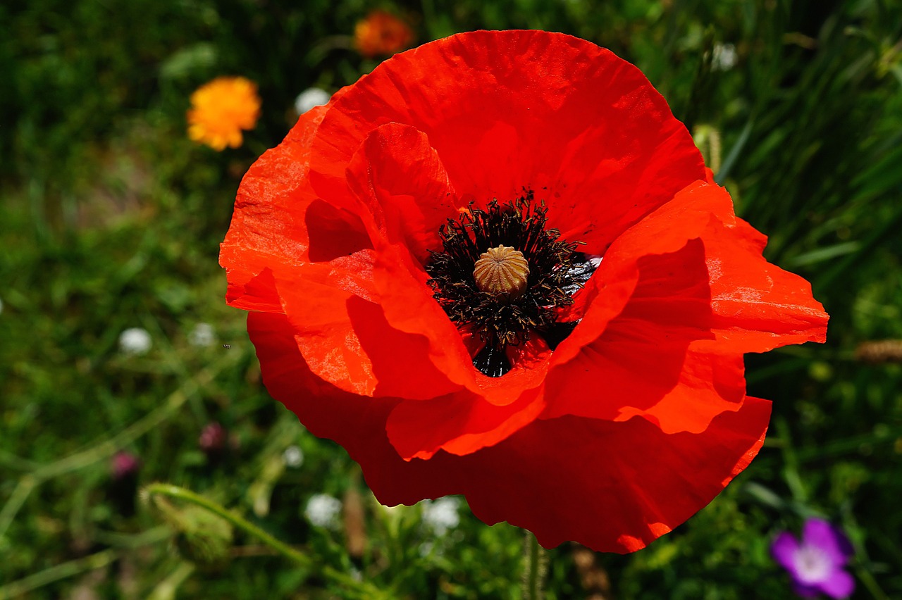 flower poppy blossom free photo