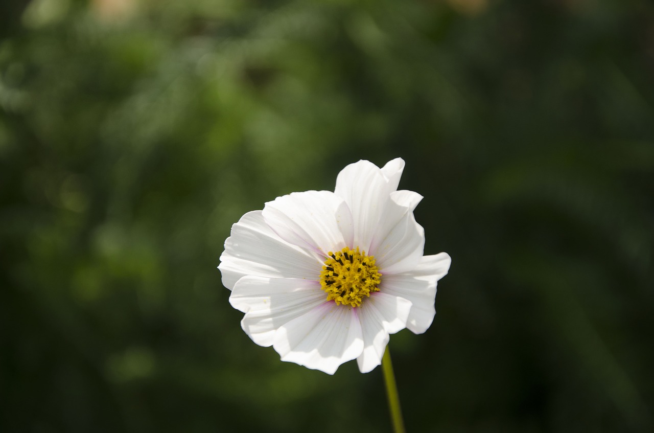 flower  white flower  nature free photo