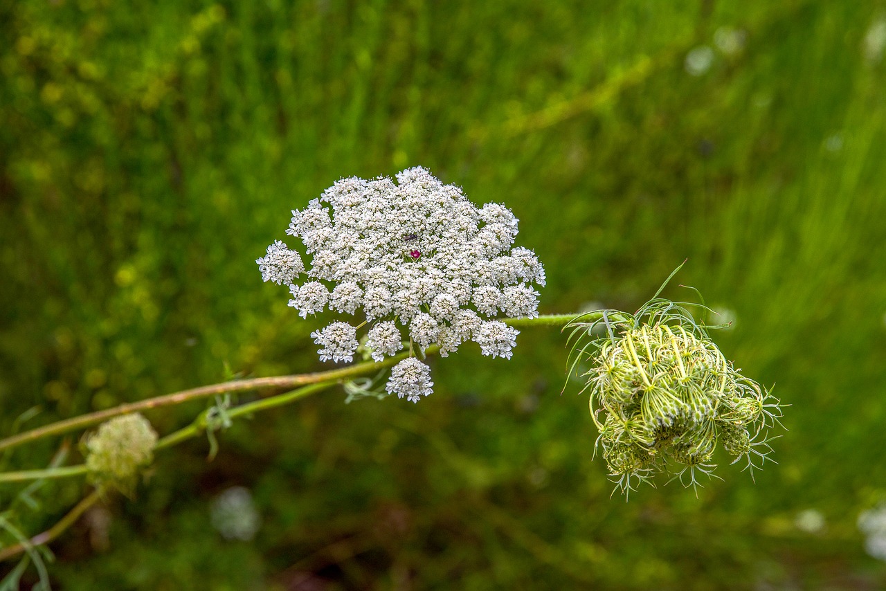 flower  white  country free photo