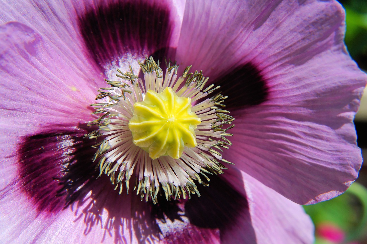 flower blossom bloom free photo