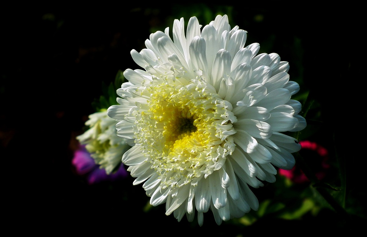 flower  aster  white free photo