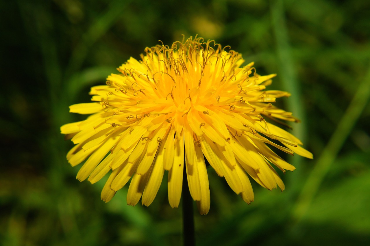 flower dandelion blossom free photo