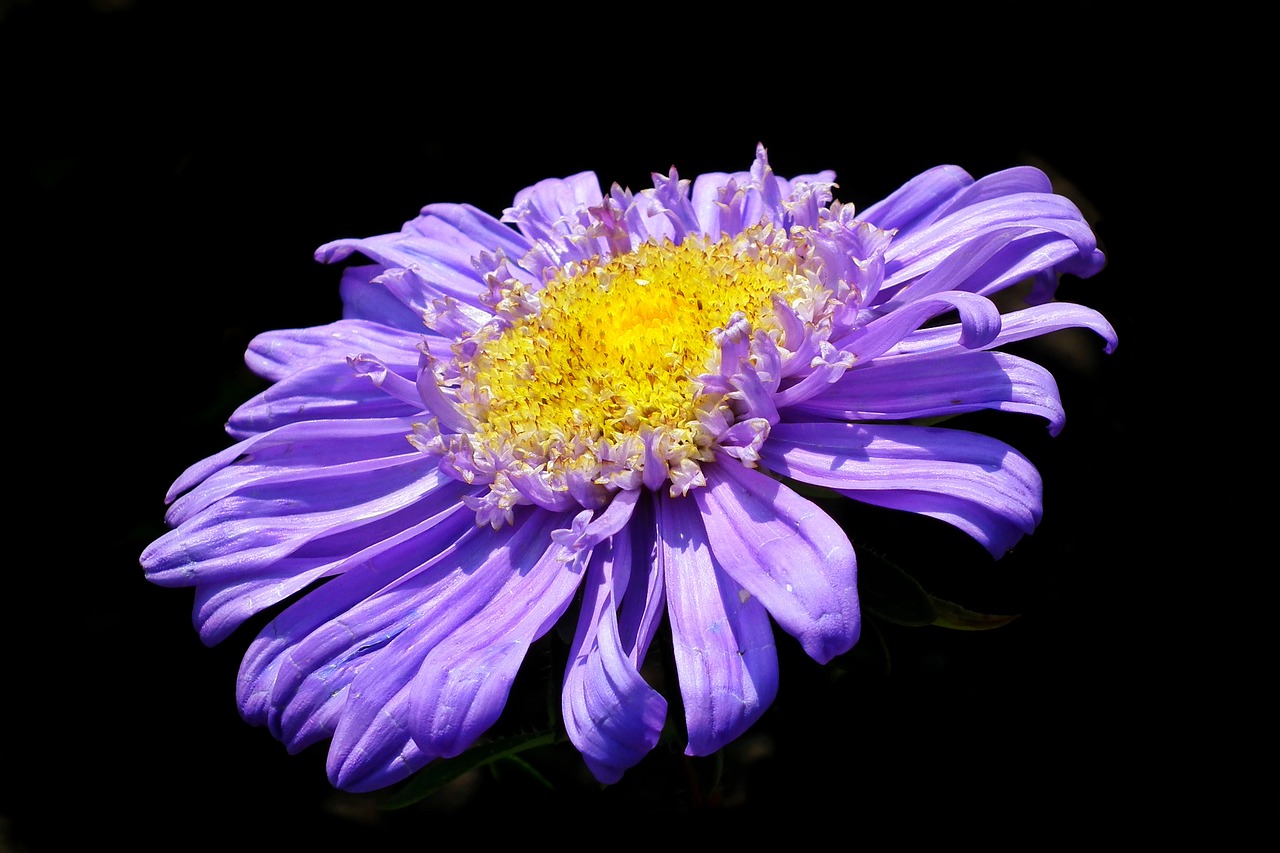 flower  aster  blue free photo
