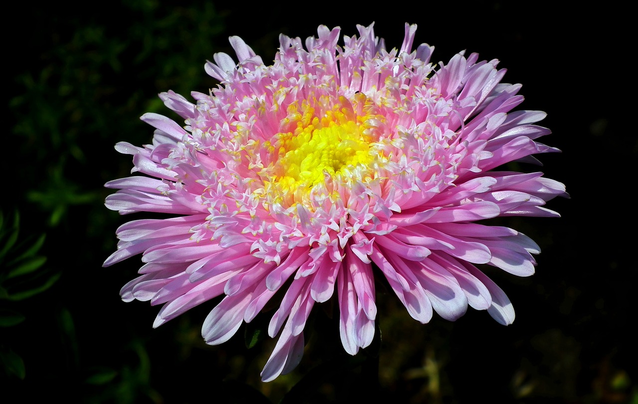 flower  aster  pink free photo