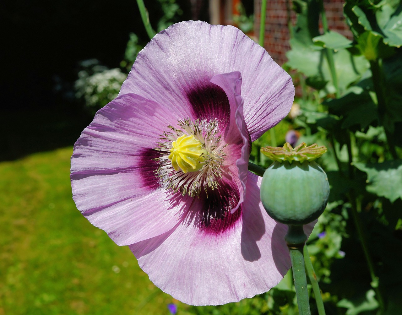 flower blossom bloom free photo