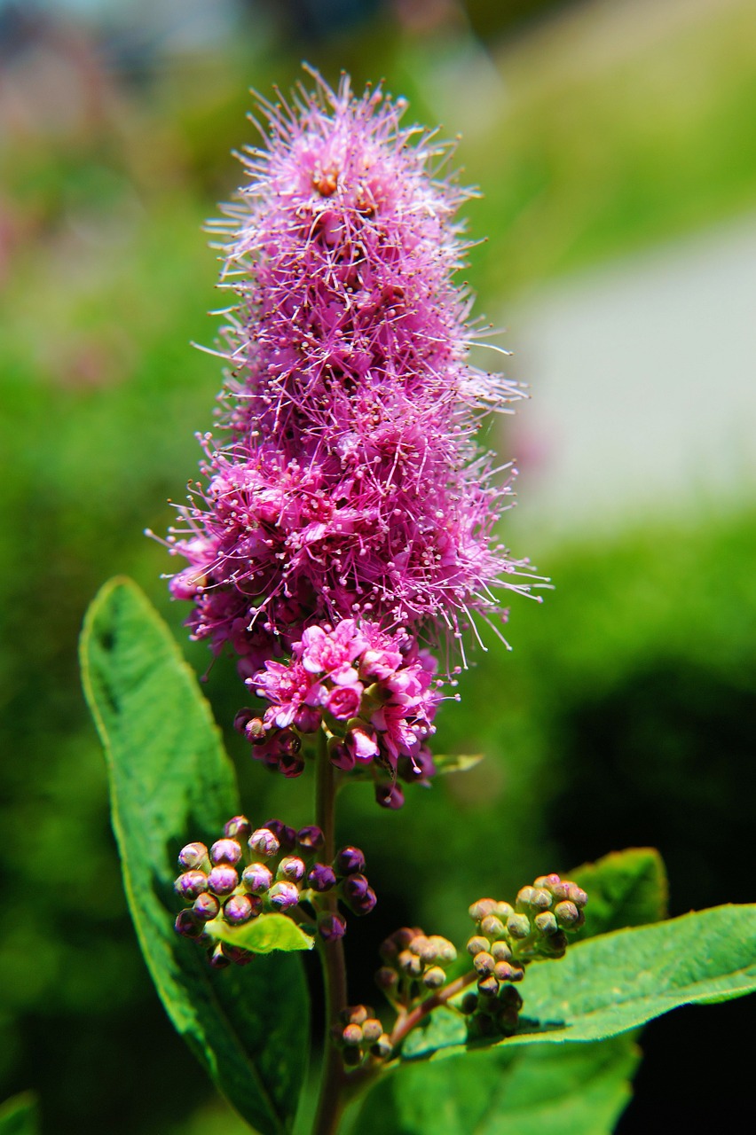 flower blossom bloom free photo