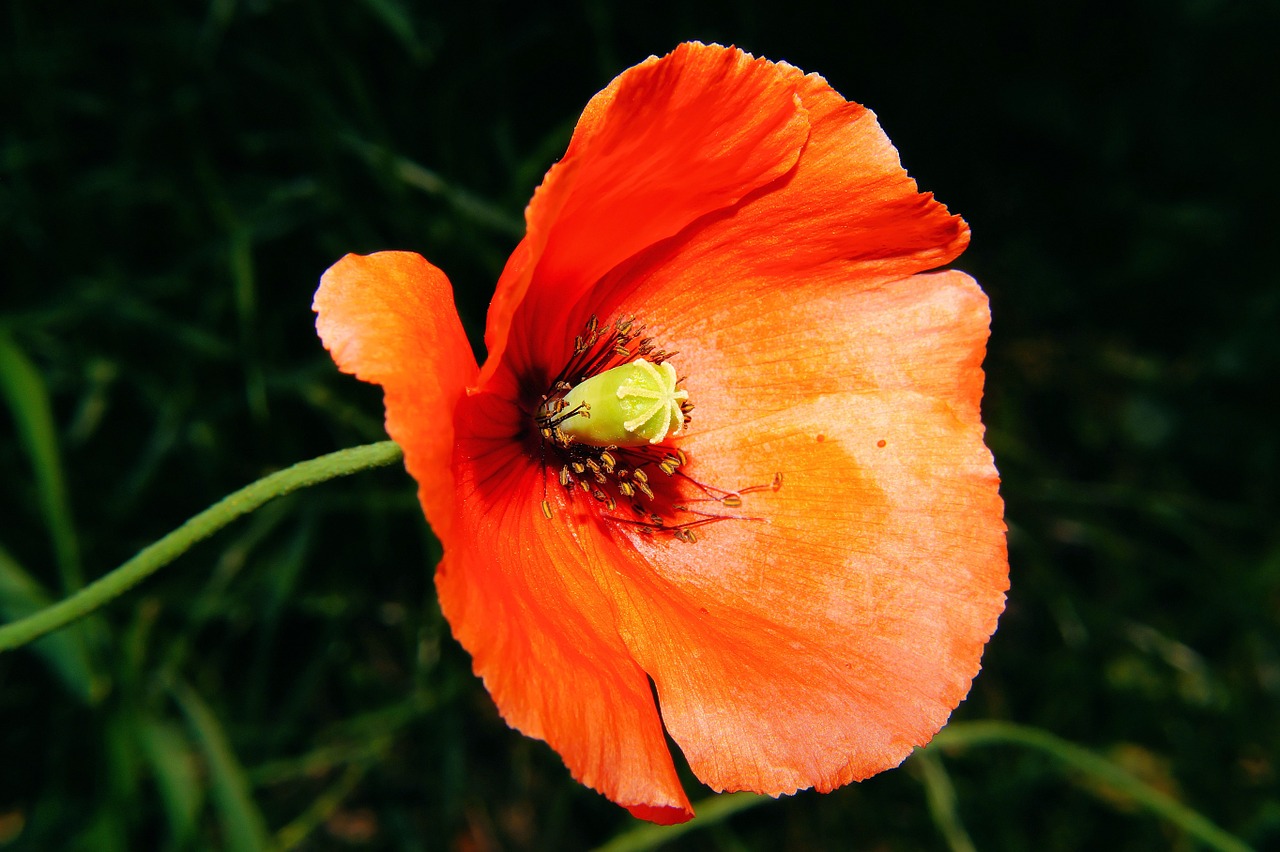 flower poppy poppy flower free photo