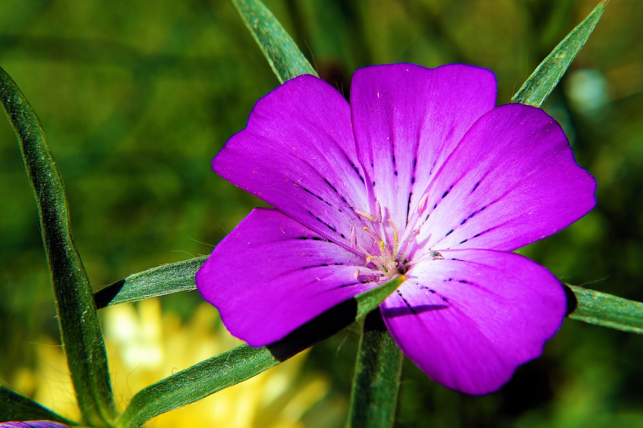 flower blossom bloom free photo