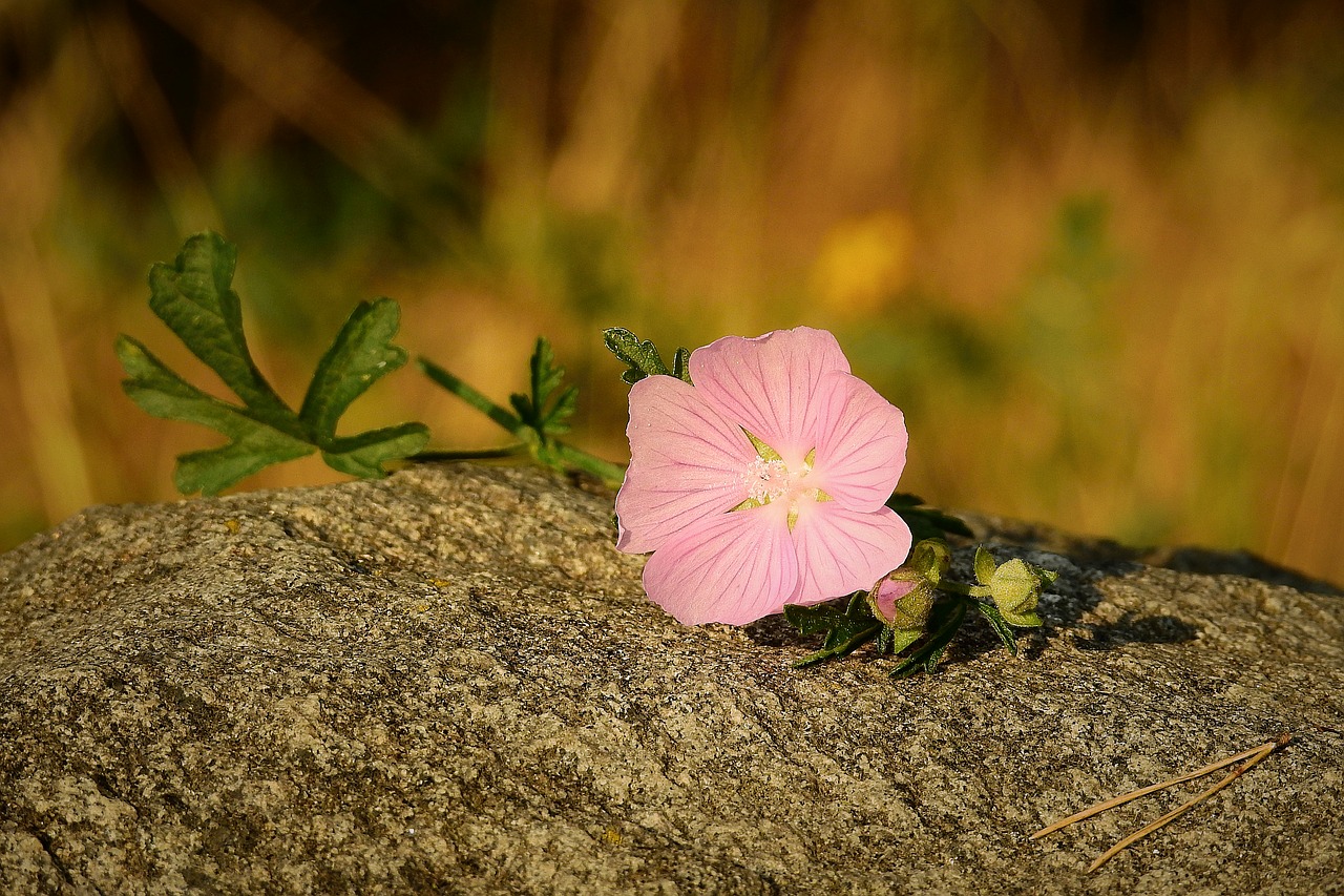 flower  stone  summer free photo