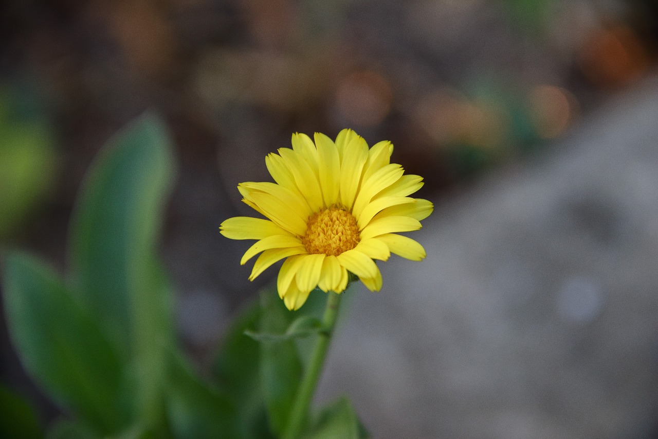 flower  yellow  bloom free photo