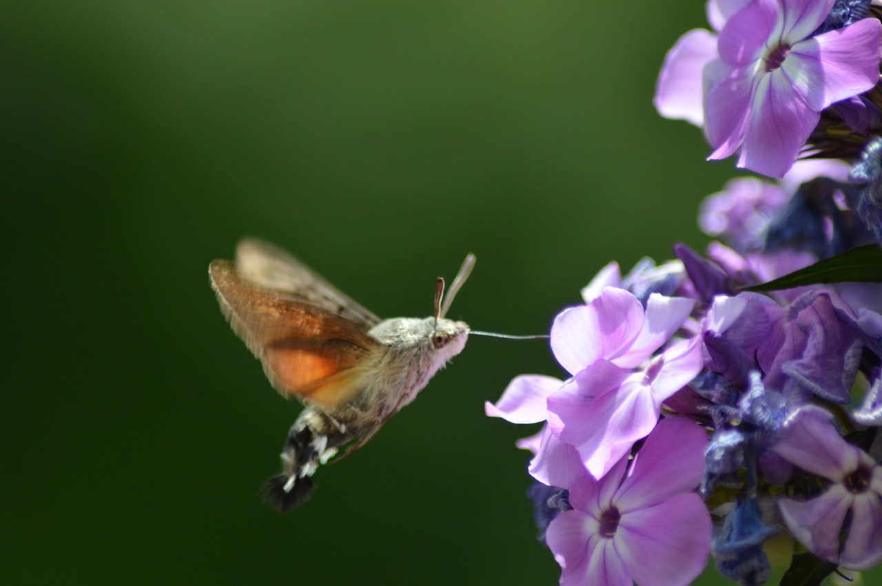 flower  butterfly  green free photo