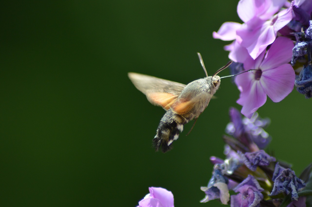 flower  butterfly  green free photo