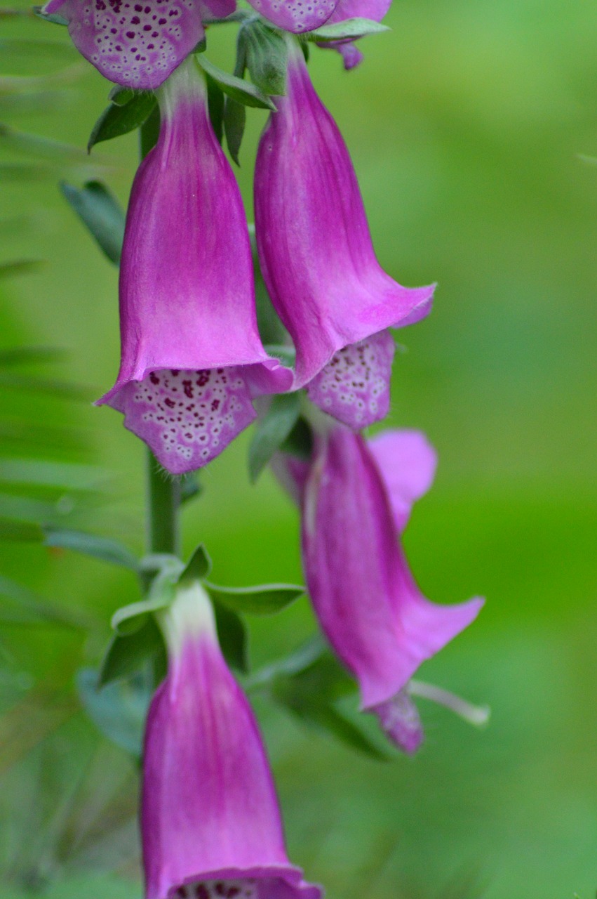 flower  green  purple free photo