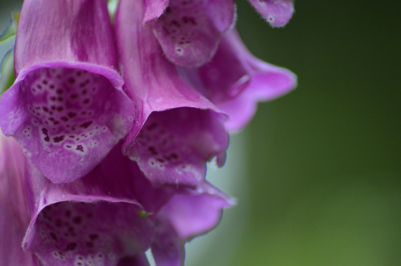 flower  green  purple free photo