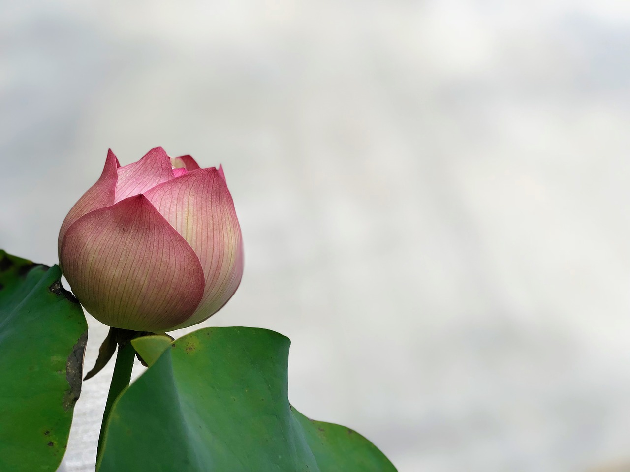 flower  lotus  petal free photo