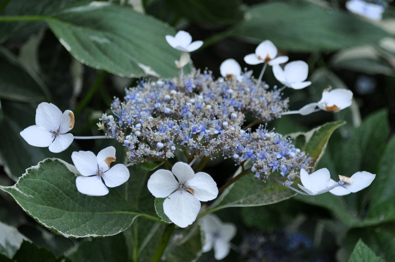 flower  bloom  plant free photo