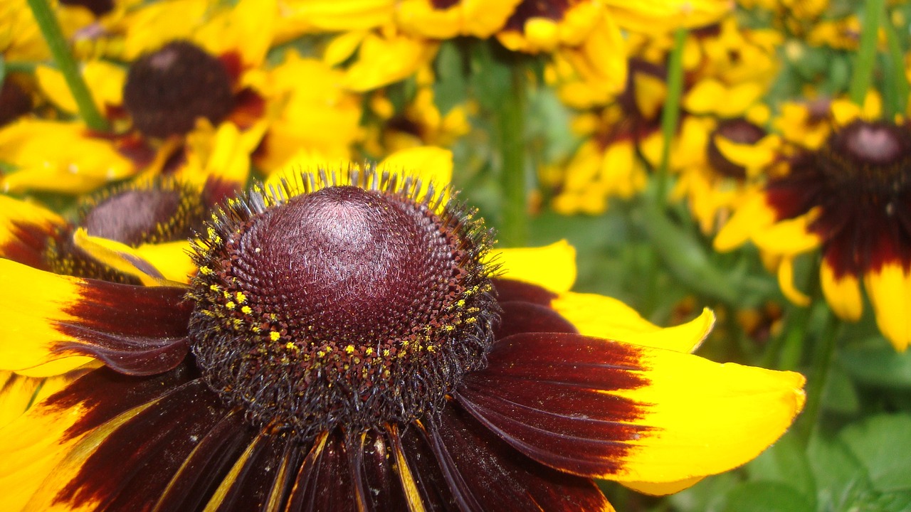 flower  yellow  nature free photo