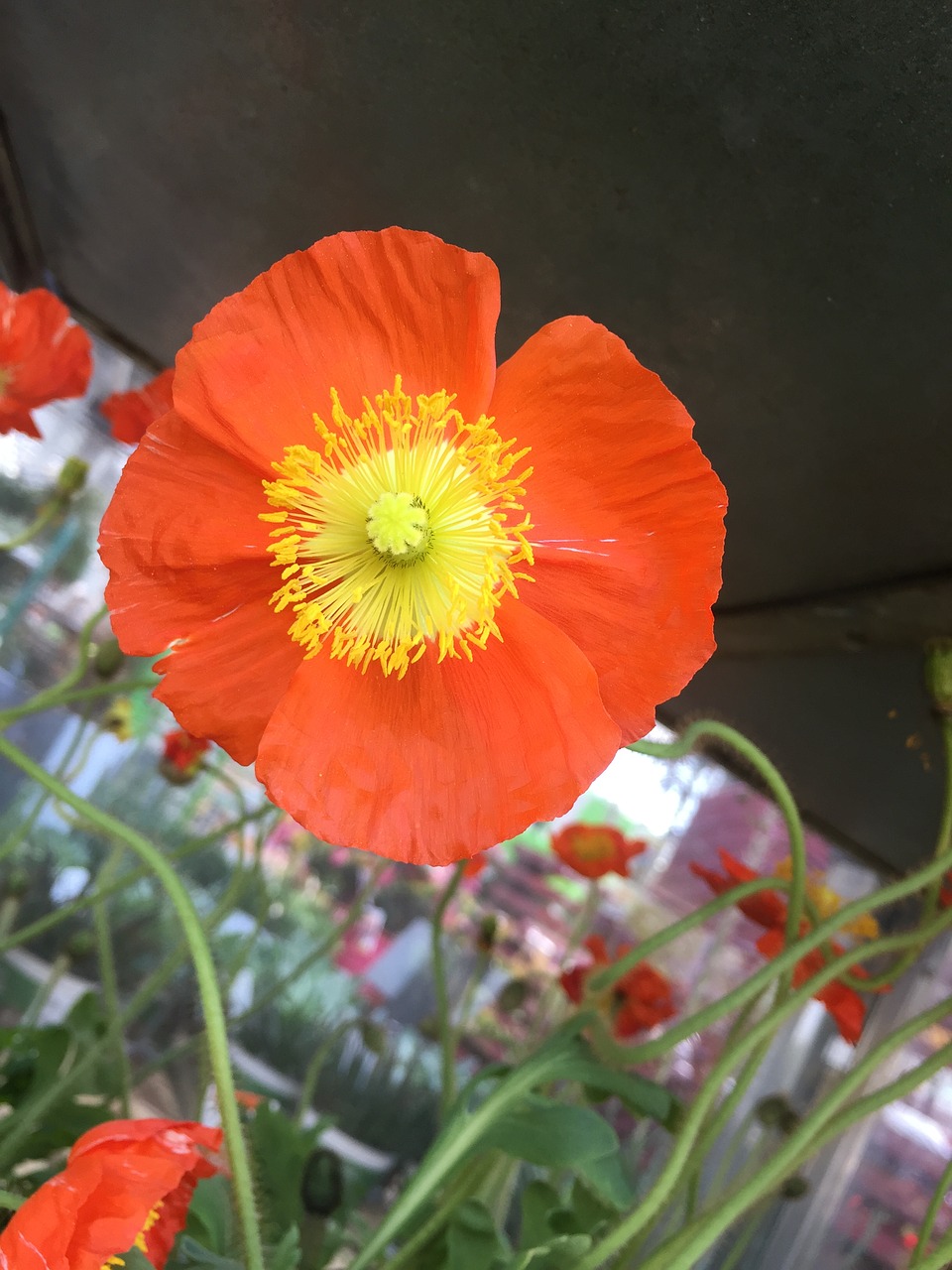 flower  poppy  nature free photo