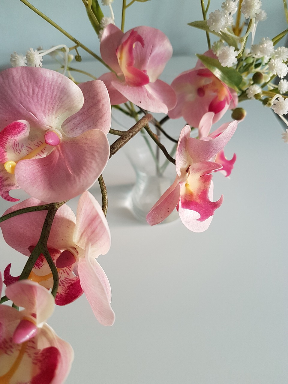 flower  orchids  plants free photo