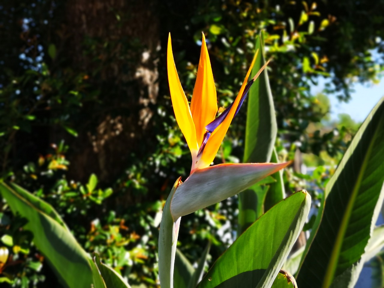 flower  orange  garden free photo