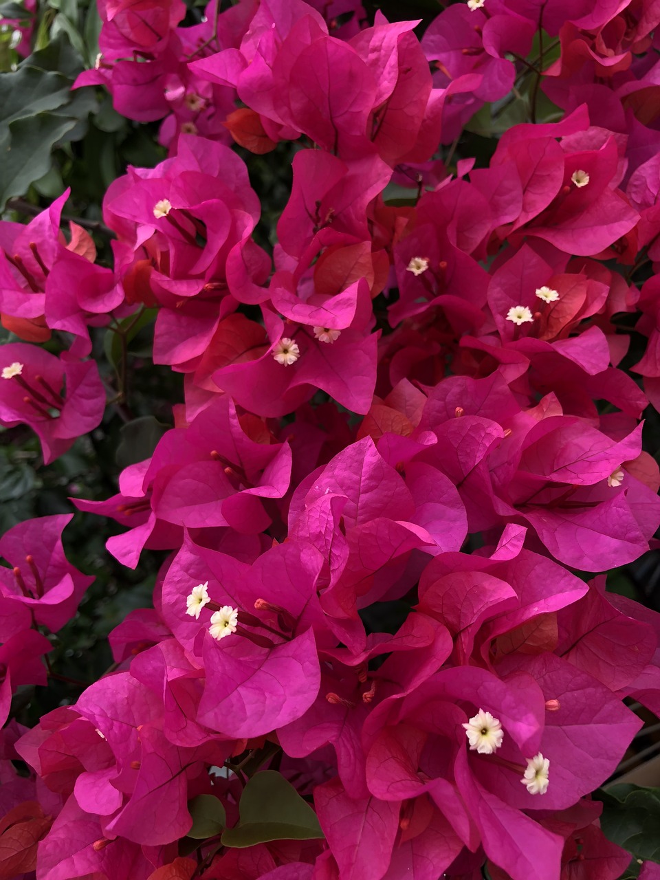 flower  bougainvillea  plant free photo