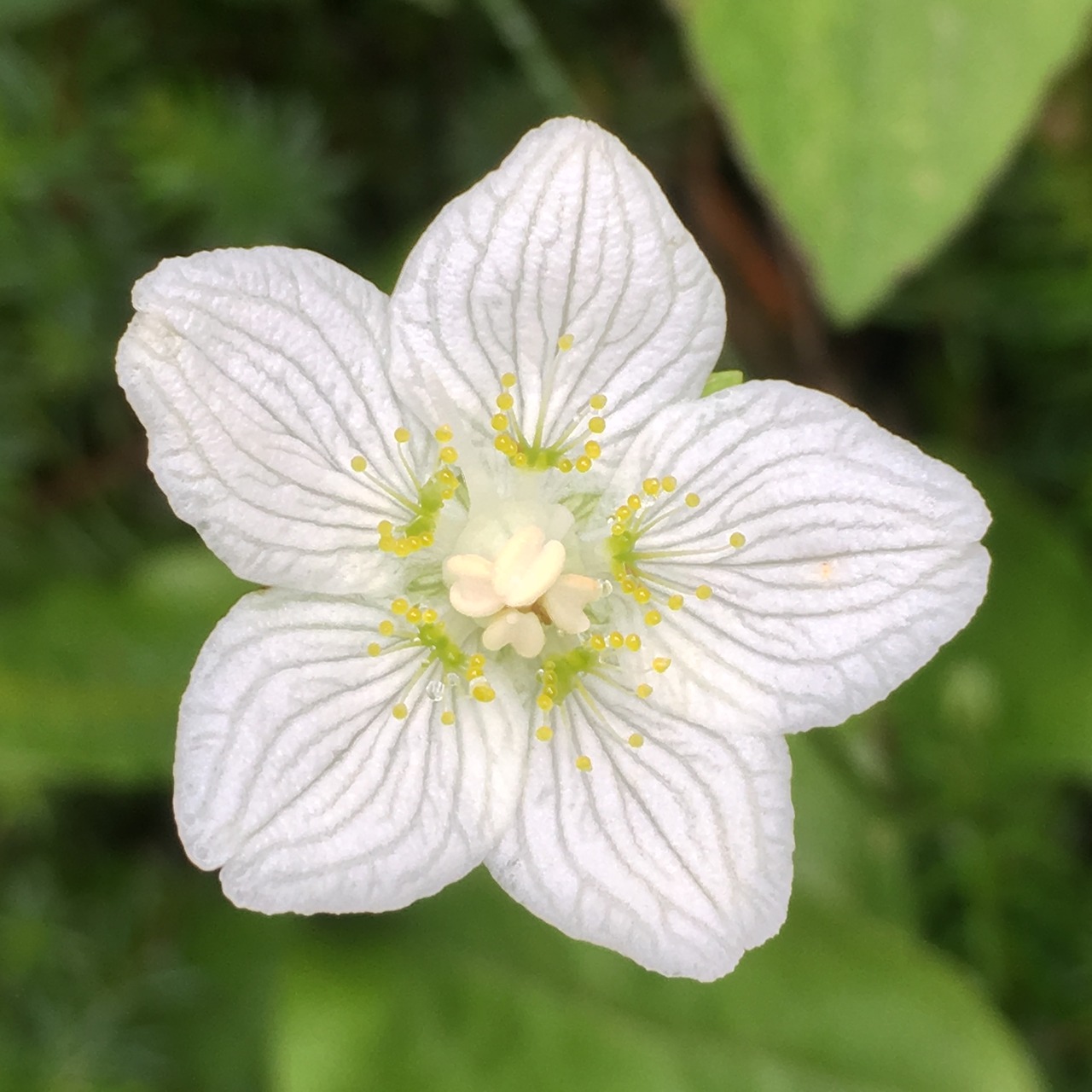 flower  nature  vegetable free photo