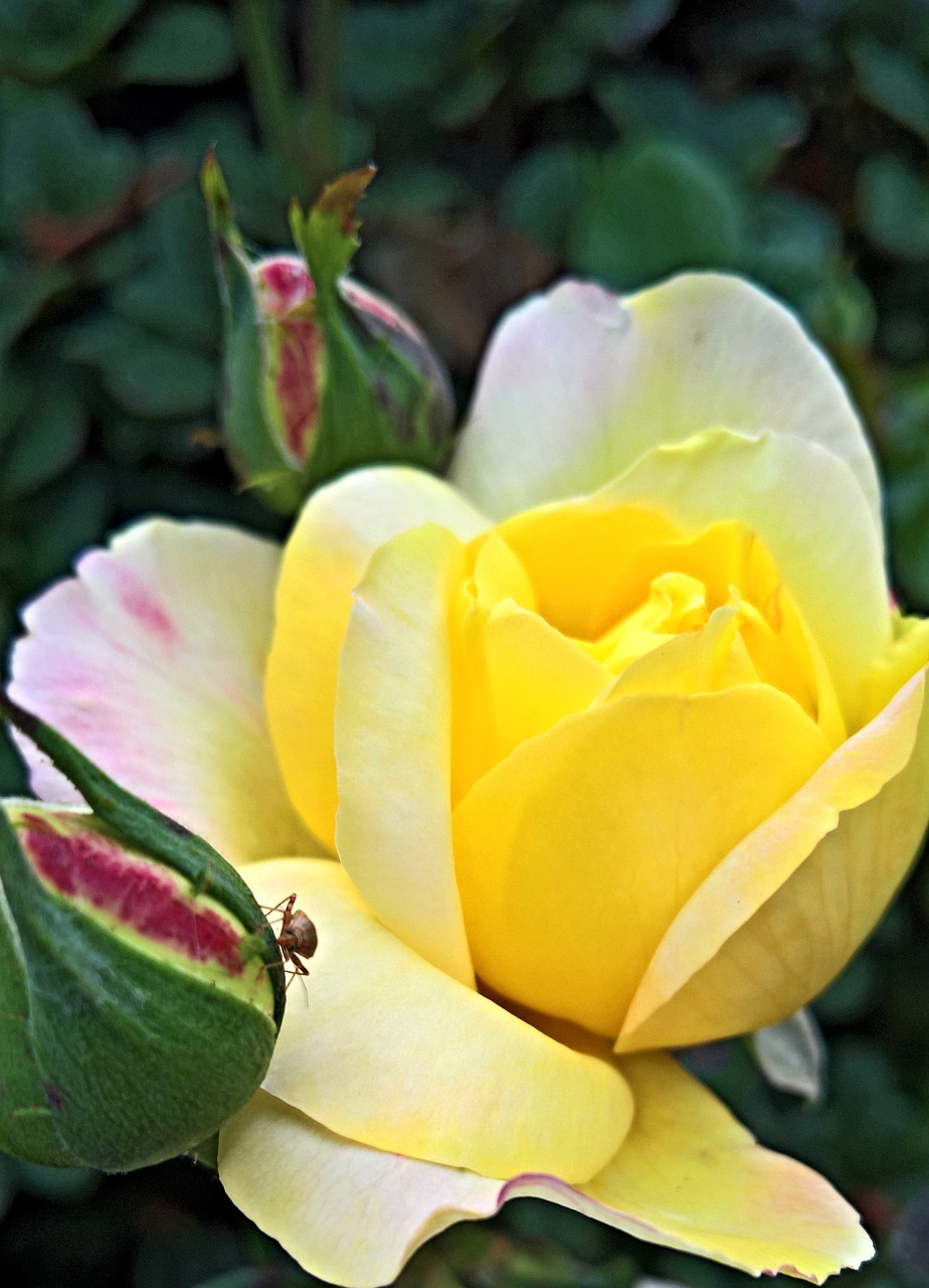 flower  rose  floribunda free photo