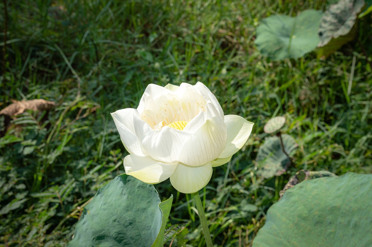 flower  lotus  nature free photo