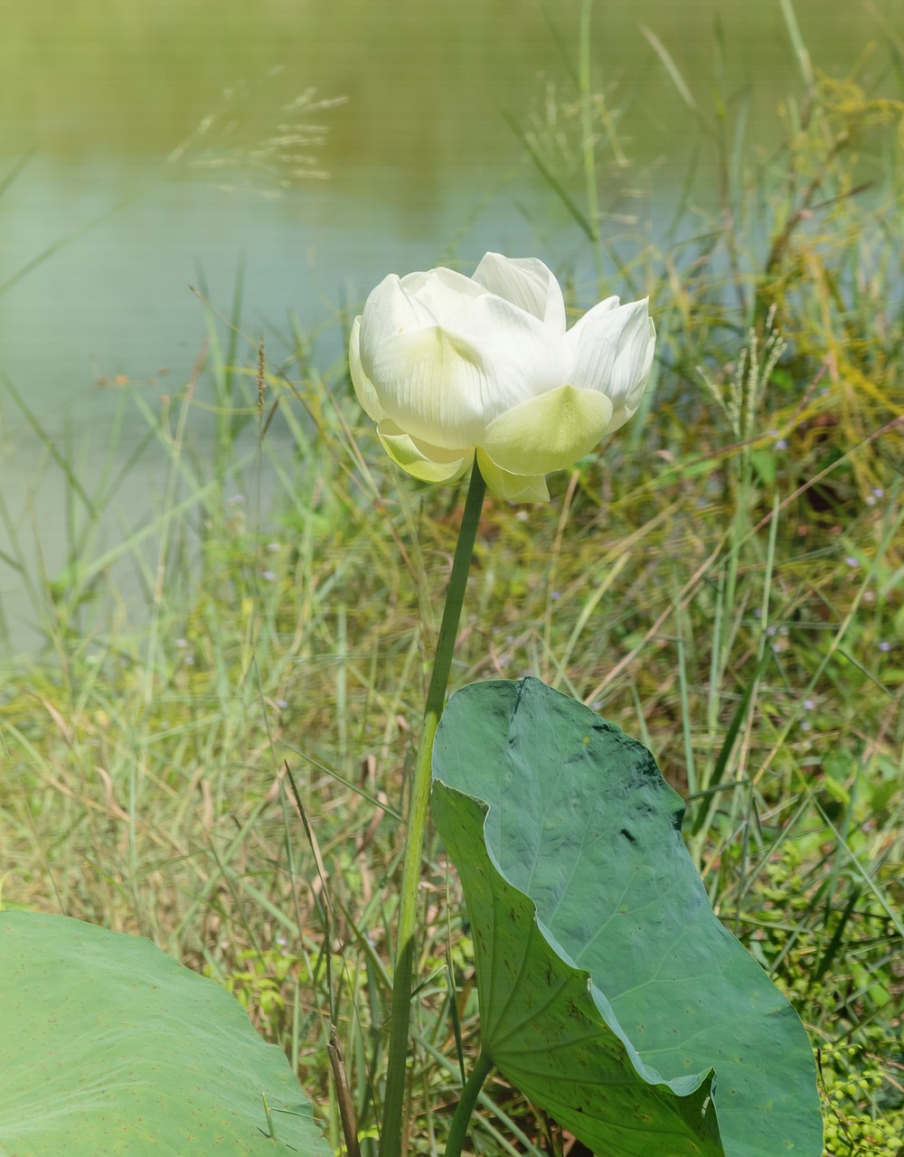 flower  lotus  nature free photo