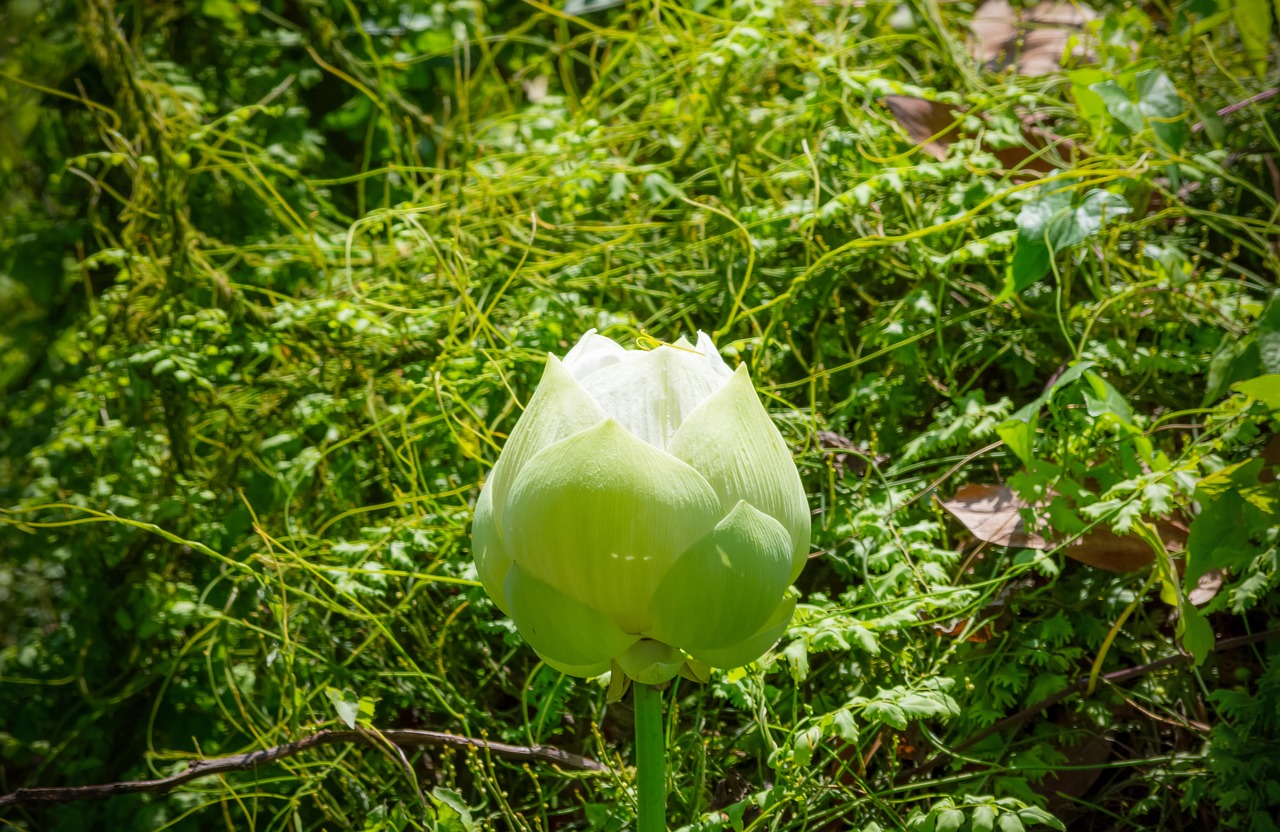 flower  lotus  nature free photo