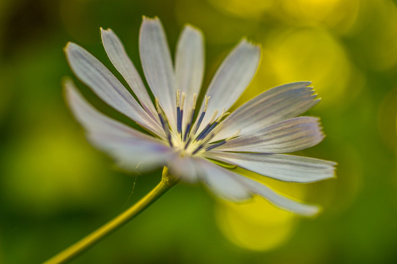 flower  white  green free photo