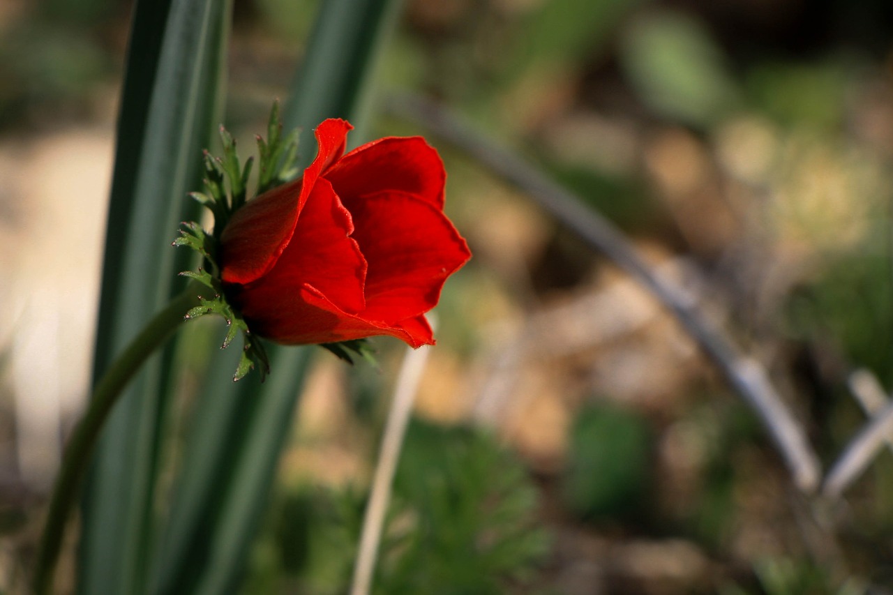 flower red flower single free photo