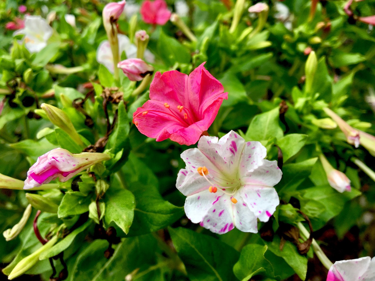 flower  garden  pink free photo