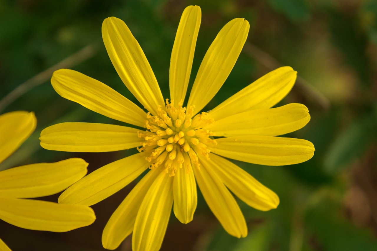 flower  nature  green free photo