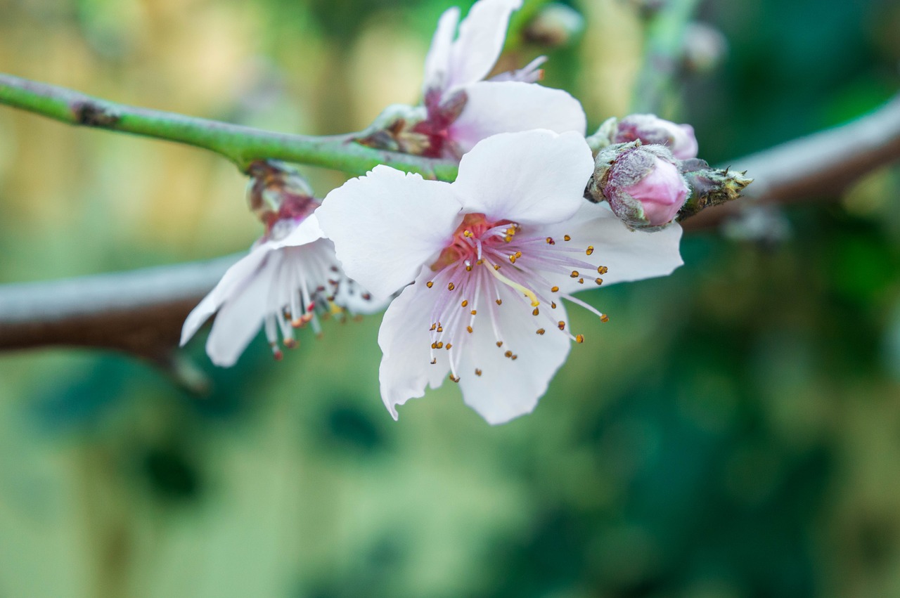 flower  nature  green free photo