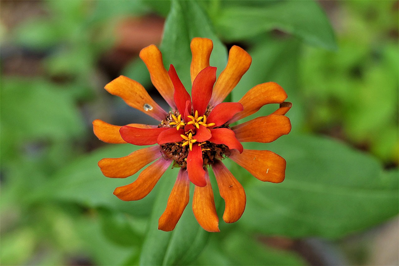 flower  passion flower  passiflora vitifolia free photo