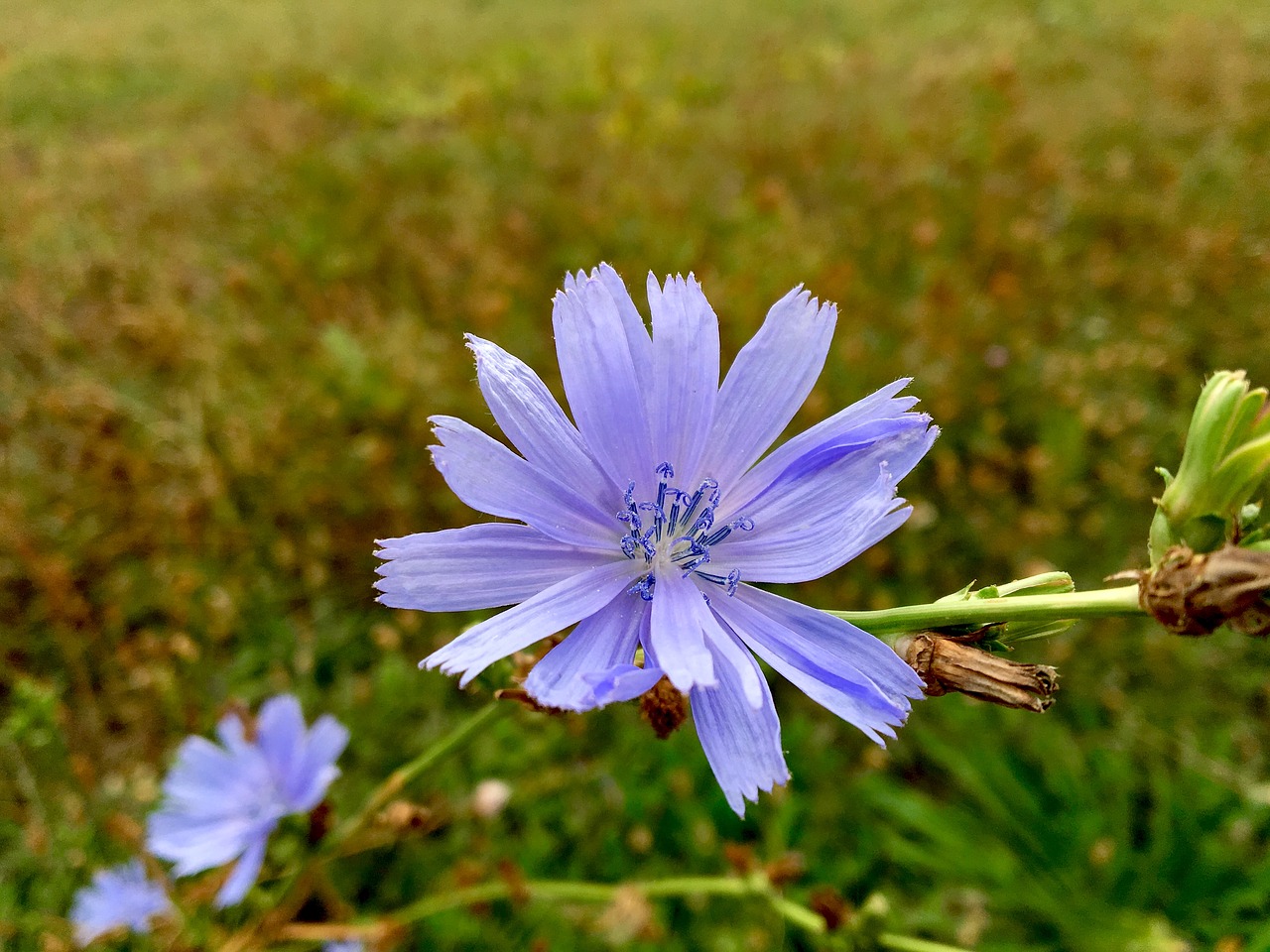 flower  chicory  pointed flower free photo
