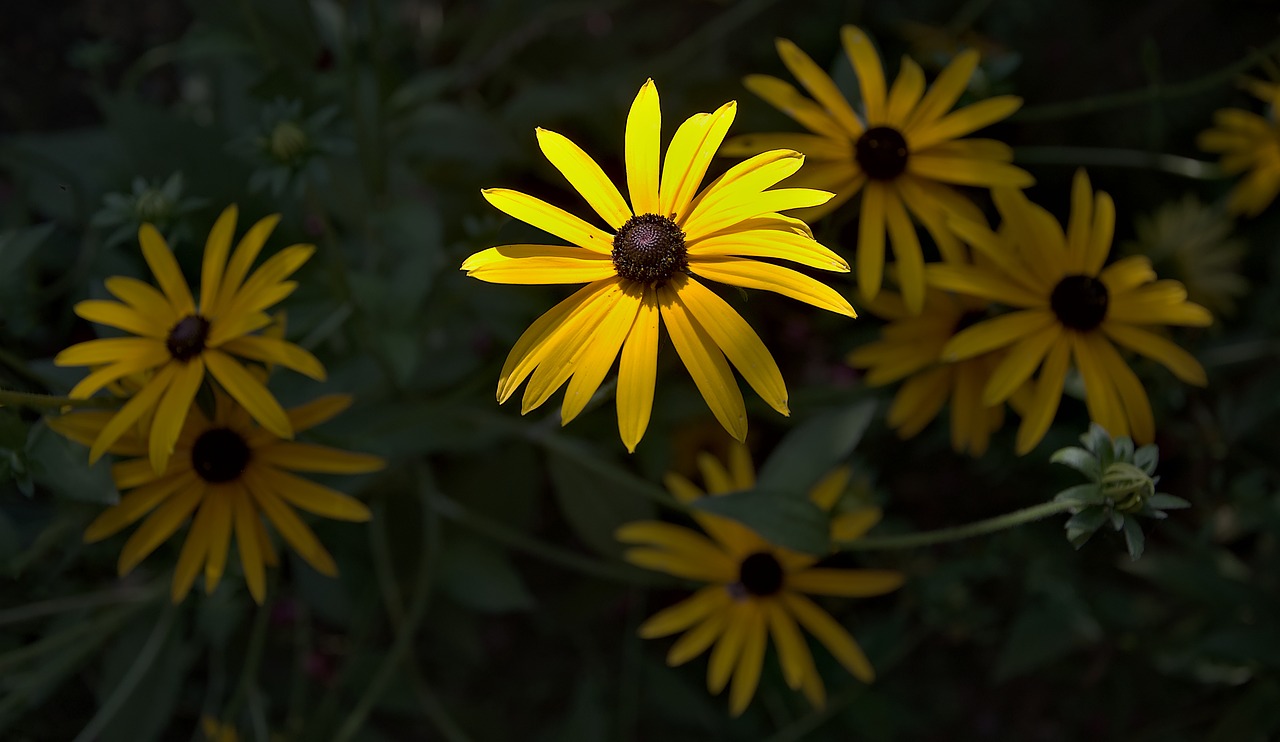 flower  rudbekia  garden free photo