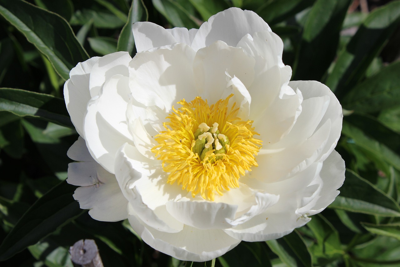 flower  the peony  summer free photo