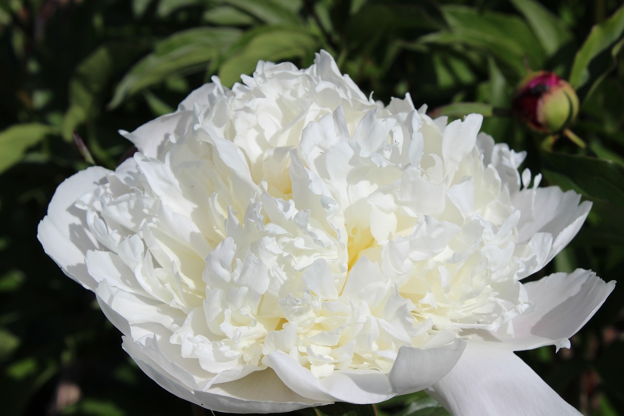 flower  the peony  summer free photo