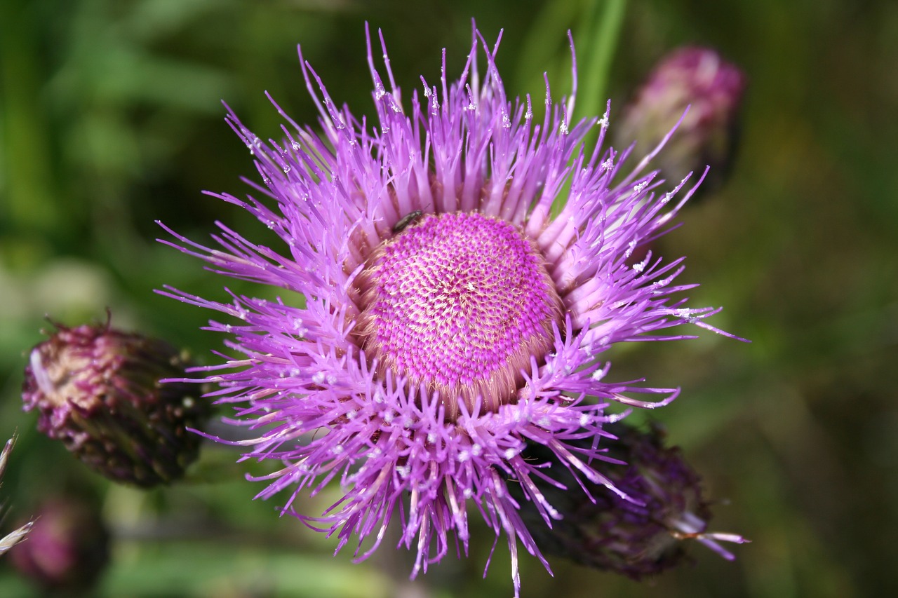 flower  summer  lilac free photo