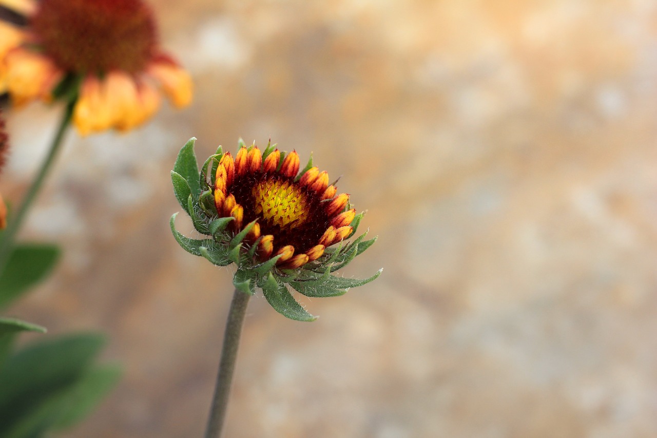 flower  bud  bloom free photo