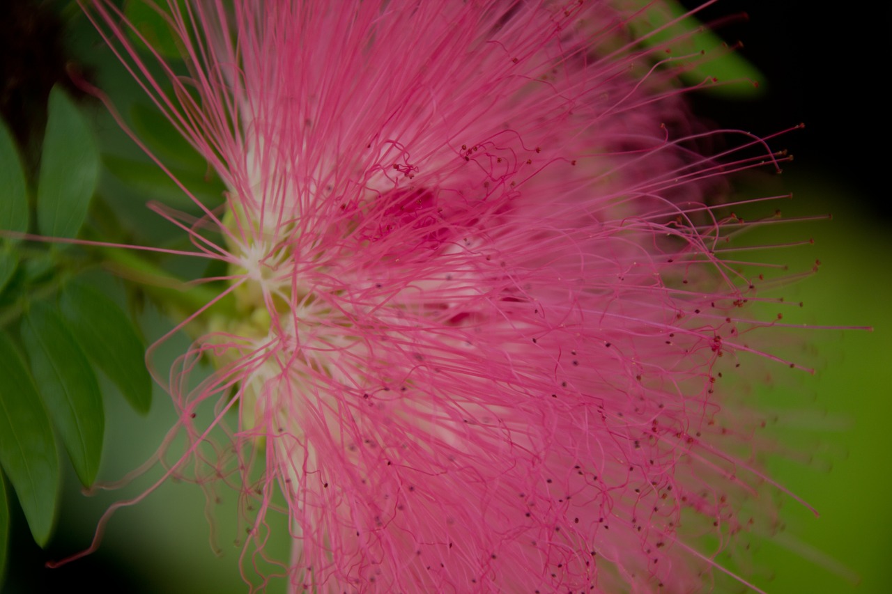 flower  pink  nature free photo